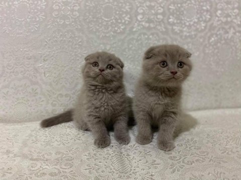 Safkan biblo güzelliğinde scottish fold