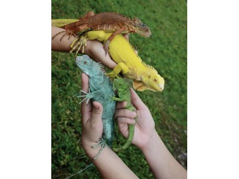 Ön rezerve iguana