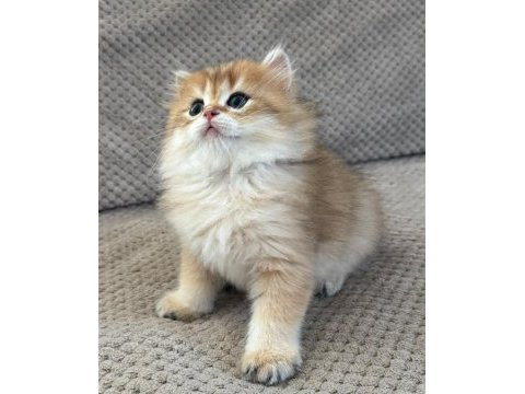 Orijinal şecereli gold british longhair