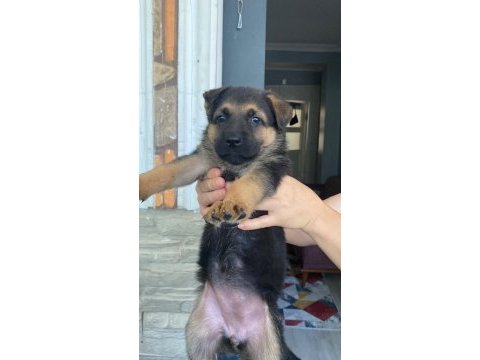 Son 6 tane kaldı orjinal ırk alman kurdu