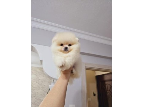 Pomeranian boo yavrular