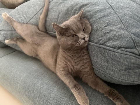 1 aylık hamile british shorthair
