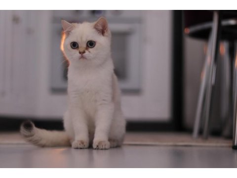 Şecereli safkan british shorthair ny1133 dişi yavru