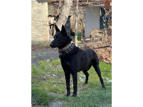 A+ anne babadan erkek dişi belçika malinois yavrular