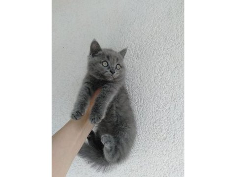 British shorthair erkek