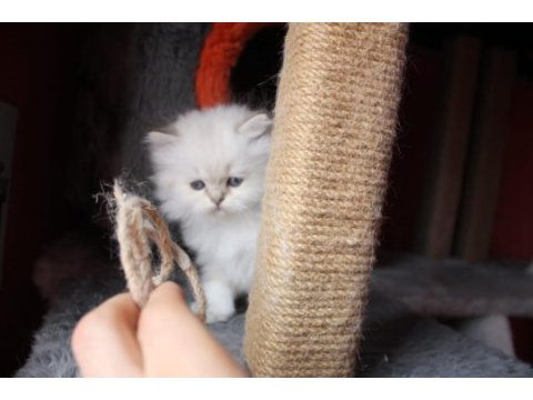 6 kardeş british longhair yavrular yeni ailelerini arıyor