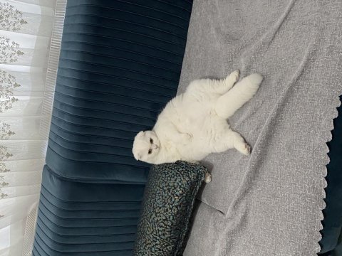 Bakımlı scottish fold 1 yaşında