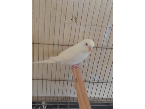 5 aylık kusursuz cremio renk dişi muhabbet kuşu