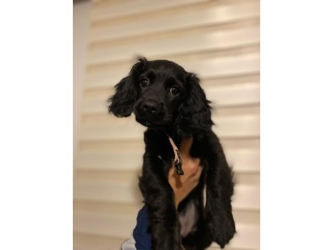 Yavru american cocker nadir siyah