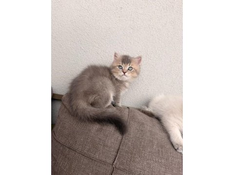 Teslime hazır erkek kardeş kediler