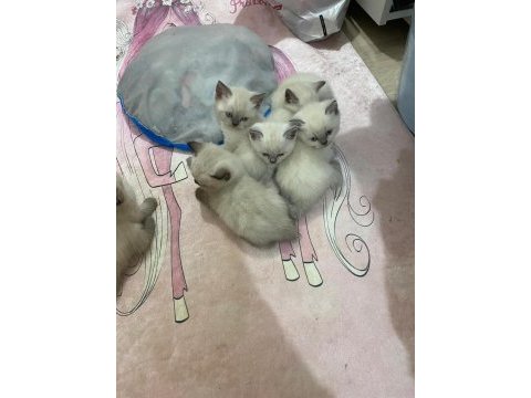 Daha 44 günlük british shorthair