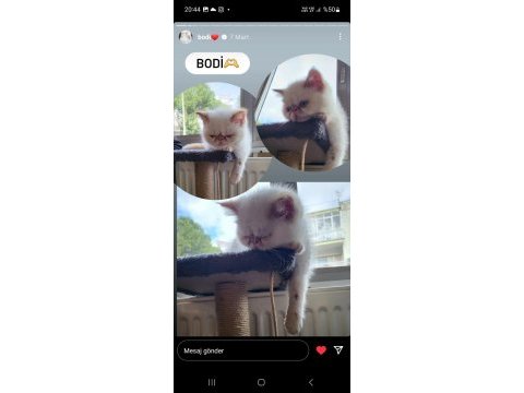 Bodi erkek cins kedi