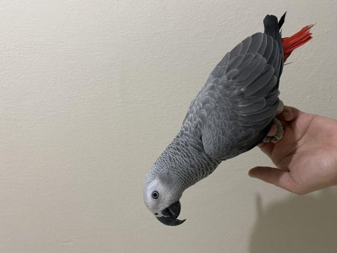 8 aylık jumbo boy jako papağanı