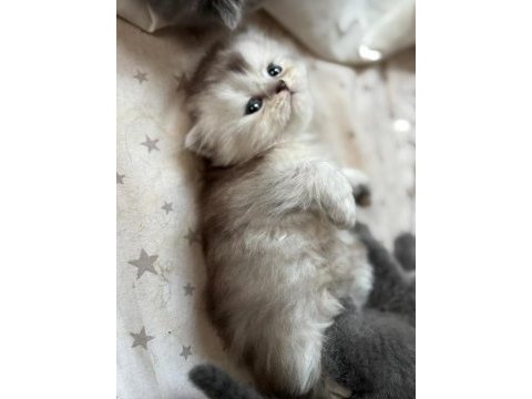 Masal gibi 2 british longhair yavru yeni yuvasını