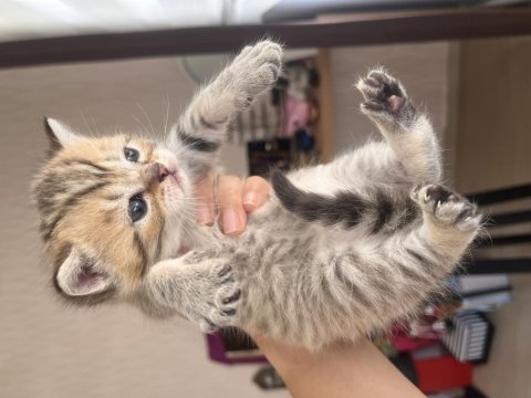 Yavru scottish fold