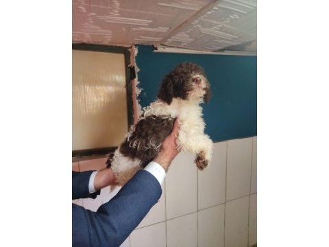 Nadır ırk lagotto romagnolo toy poodle