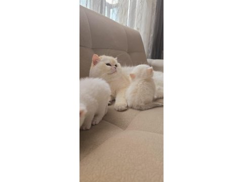 Medium longhair british kaliteli yavrular
