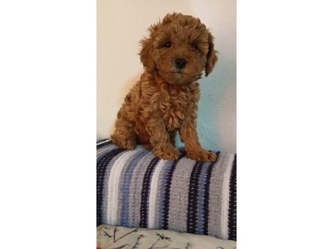 Toy poodle yavrular