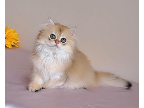 British longhair golden sevimli cana yakın uysal