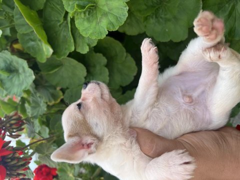 Çiçek gibi yavrular chihuahua