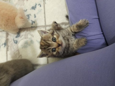 Minik tatlı british shorthair dişi kedimiz