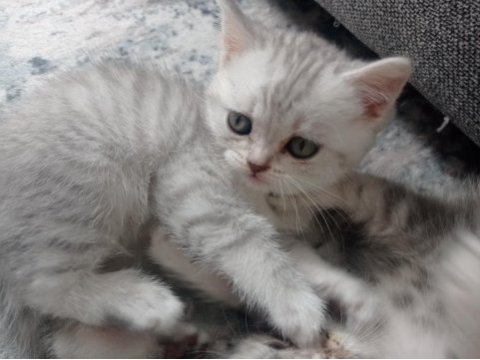 Silver british shorthair yavrular