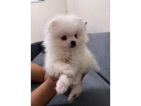 Orjinal ukranie white pomeranian boo