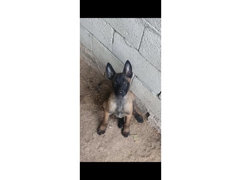 Belçika malinois sağlam kan güçlü genetik bebekler