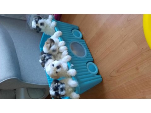 Yakışıklı shih tzu oğluşlarım