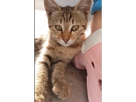 Acil yuva ücretsiz 1 aylık yavru kedimiz sahipsiz