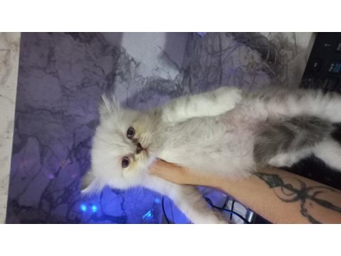 Son 2 erkek british longhair