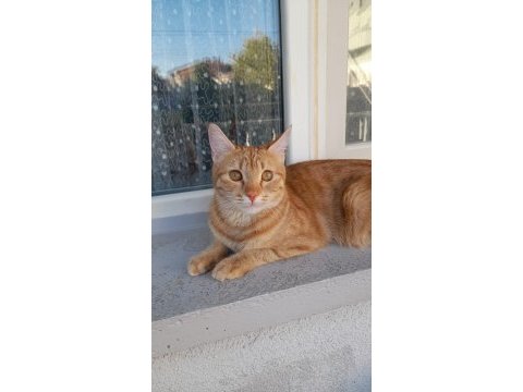 Kedimiz maya için yeni yuva arıyoruz