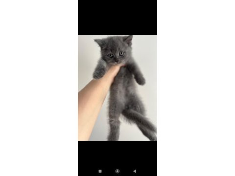 Orjinal ırkta nadir bulunan bir cins british shorthair