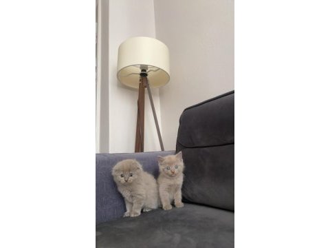 6 gold yavrum scottish fold