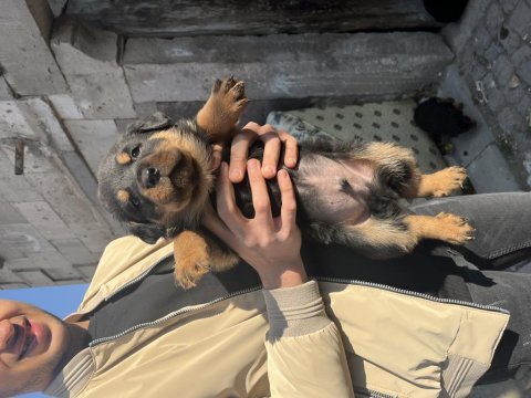 Acil sahiplendirilecek erkek rottweiler