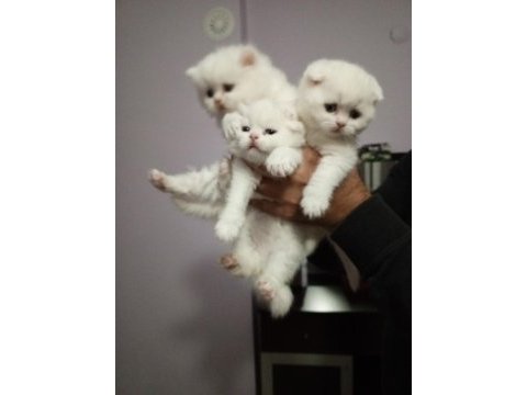 Anne baba şecereli koca kafa british shorthair yavrular