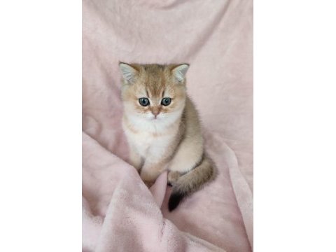 Şafkan british shorthair
