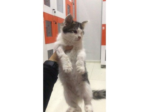 Tek gözüyle mutlu yuvasını arıyor tekir