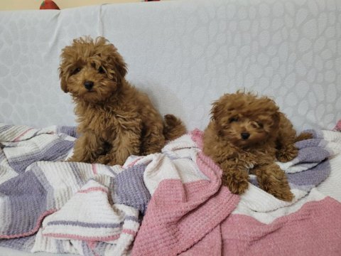 Dişi erkek kore baba toy anne poodle yavrular