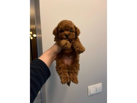 Orjinal kore kan mini poodle yavru erkek