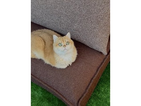 4 yaşında dişi kedimiz kısırlaştırılmamış