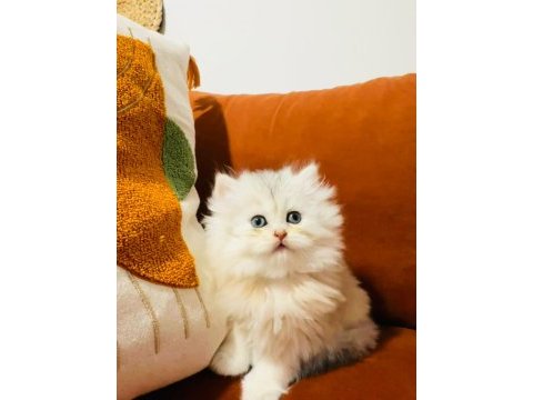Güzel british longhair prensesim