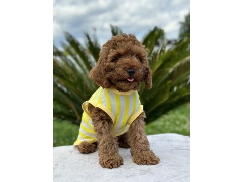 Kıvırcık toy poodle dünyası