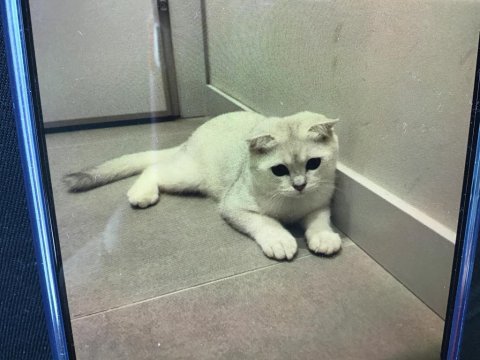 Scottish fold silver beyaz dişi 5 aylık eğitimli