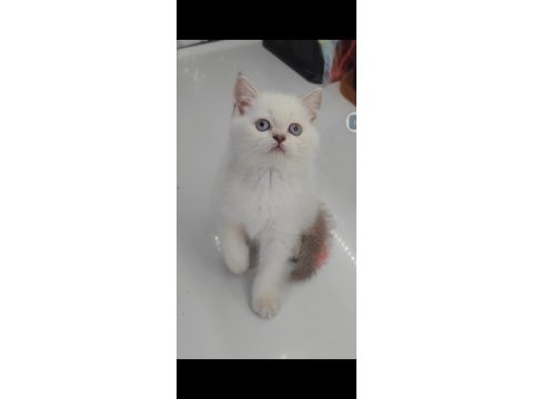 British shorthair yavru