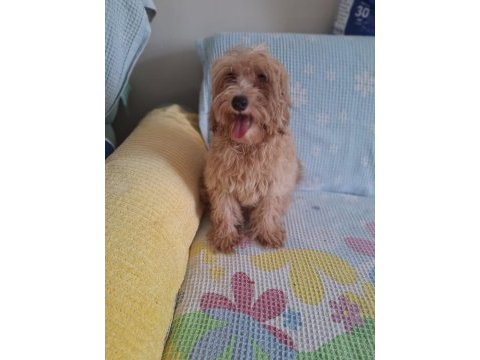 Maltipoo erkek yavrumuz