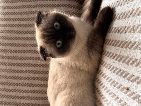 Scottish fold kısır değildir