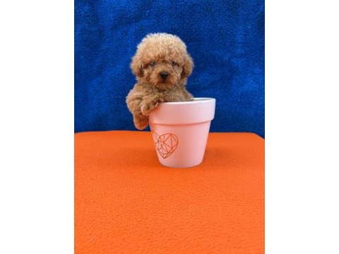 Show kalite kg boy garantili poodle