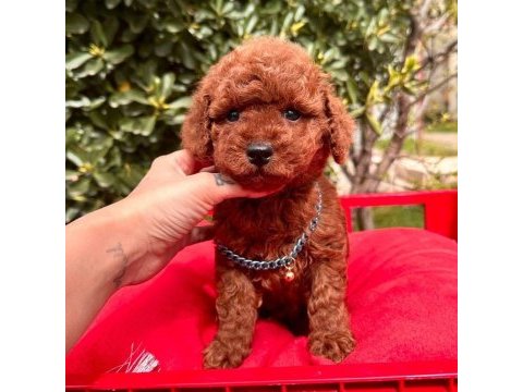 Sevimli toy poodle yavrularımız