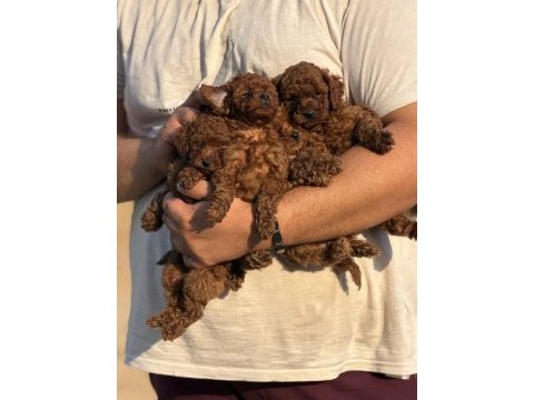 Aşılı çiş eğitimli büyümeyen toy poodle bebekler 